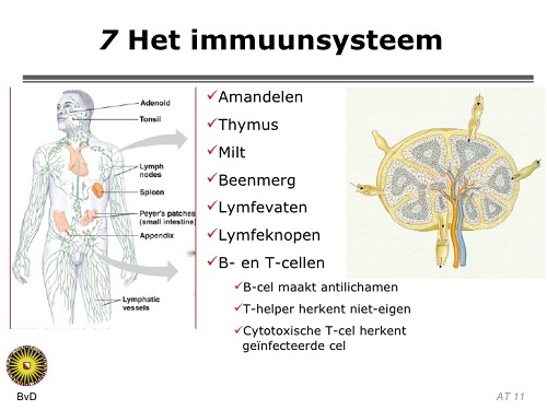Het immuunsysteem